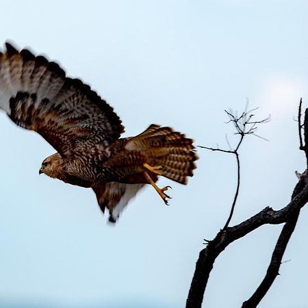 Nungubane Game Lodge Welgevonden Wildreservaat Buitenkant foto