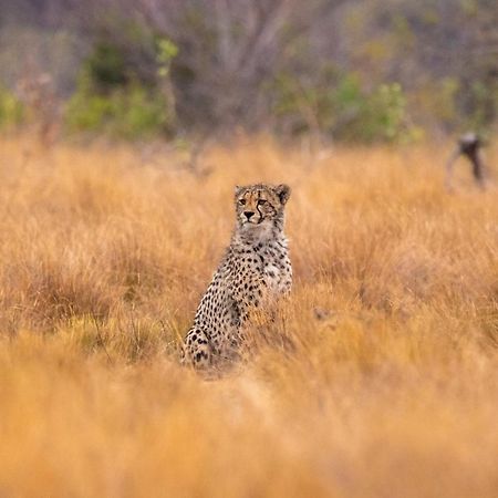 Nungubane Game Lodge Welgevonden Wildreservaat Buitenkant foto