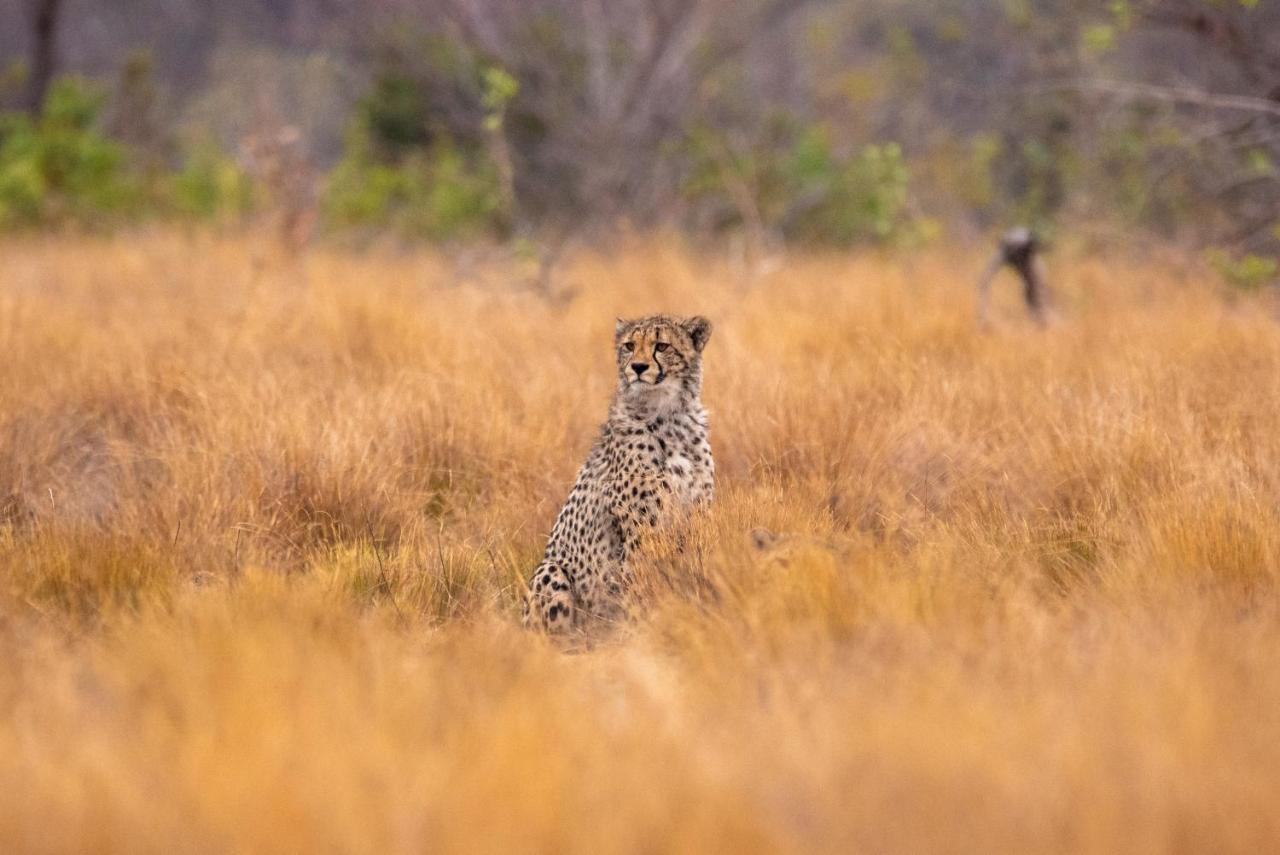 Nungubane Game Lodge Welgevonden Wildreservaat Buitenkant foto