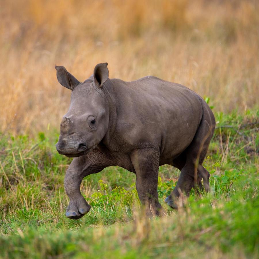 Nungubane Game Lodge Welgevonden Wildreservaat Buitenkant foto