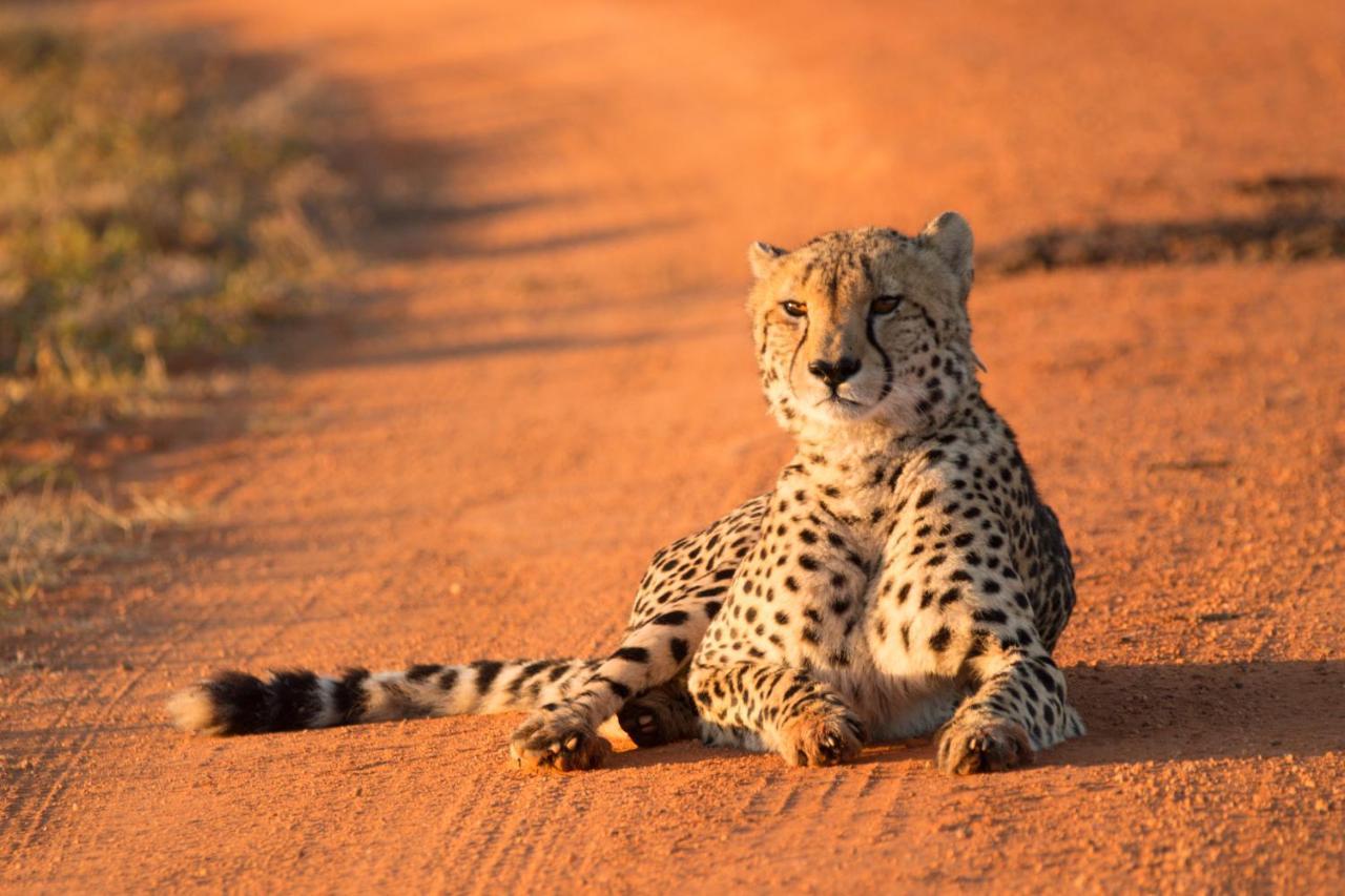 Nungubane Game Lodge Welgevonden Wildreservaat Buitenkant foto